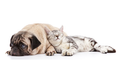 Cat and Pug Dog Sleeping Cat and Pug Dog Sleeping